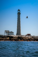 Seabird Flies by Boon Island Lighthouse Tower in Maine